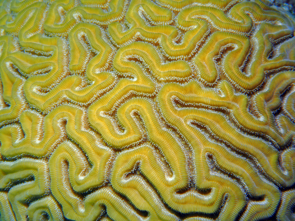 Corail cerveau (Diploria labyrinthiformis) — espèce similaire