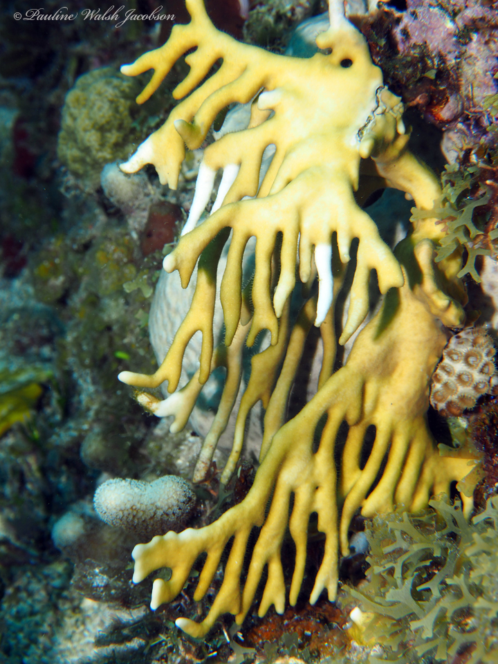 Corail de feu (Millepora alcicornis) — espèce similaire