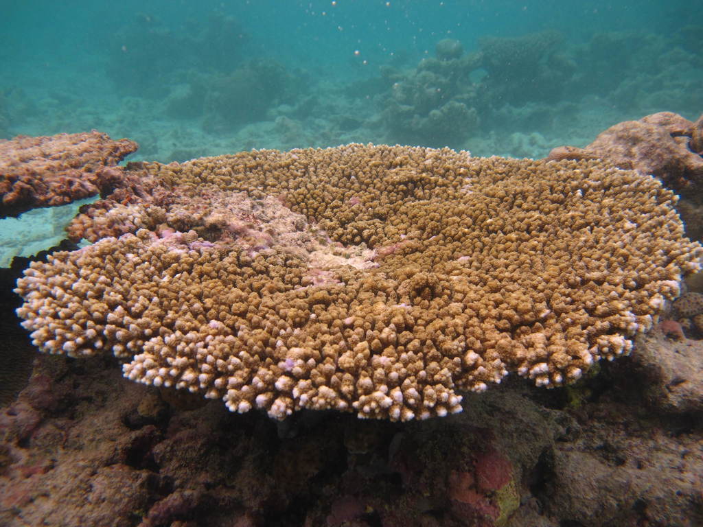 Corail table (Acropora hyacinthus) — espèce similaire