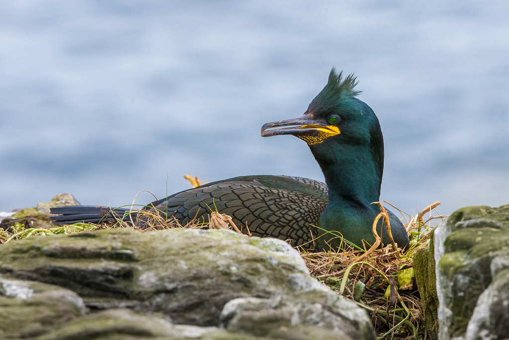 Great Cormorant (Gulosus aristotelis) — espèce similaire