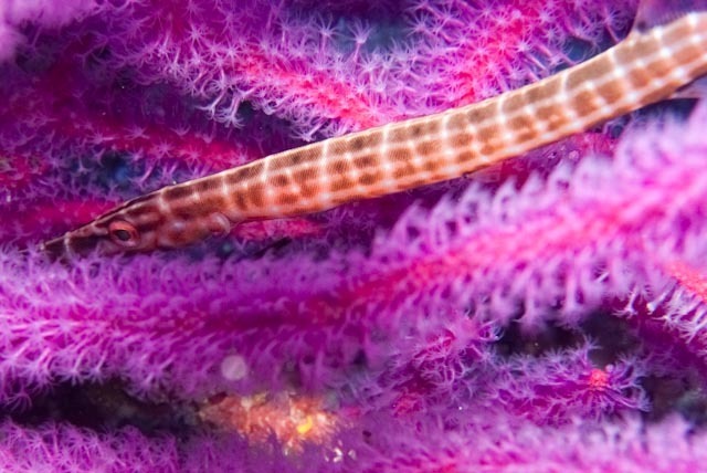 Trumpetfish (Aulostomus chinensis) — espèce marine DUNE