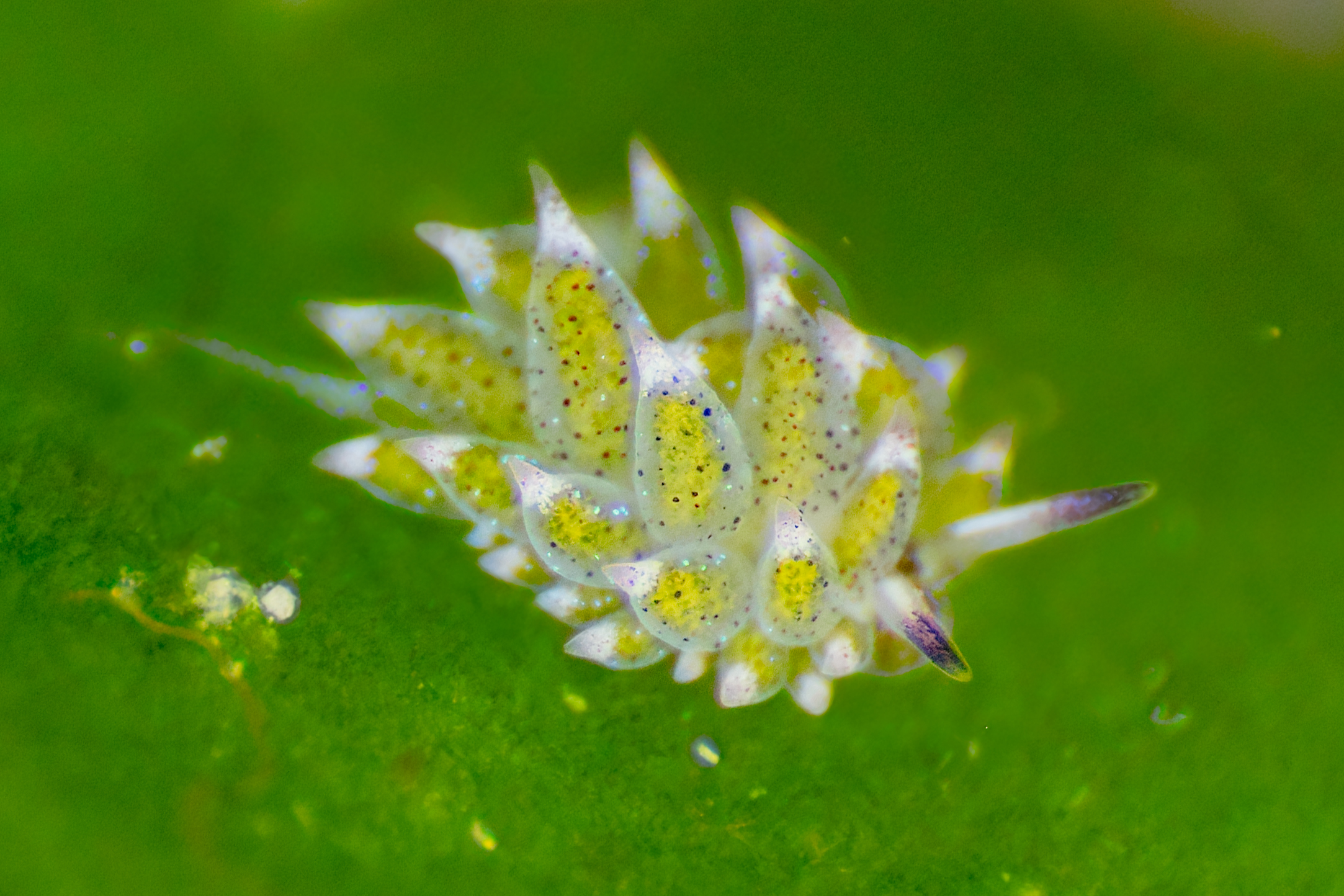Costasiella (Costasiella kuroshimae) — espèce marine DUNE