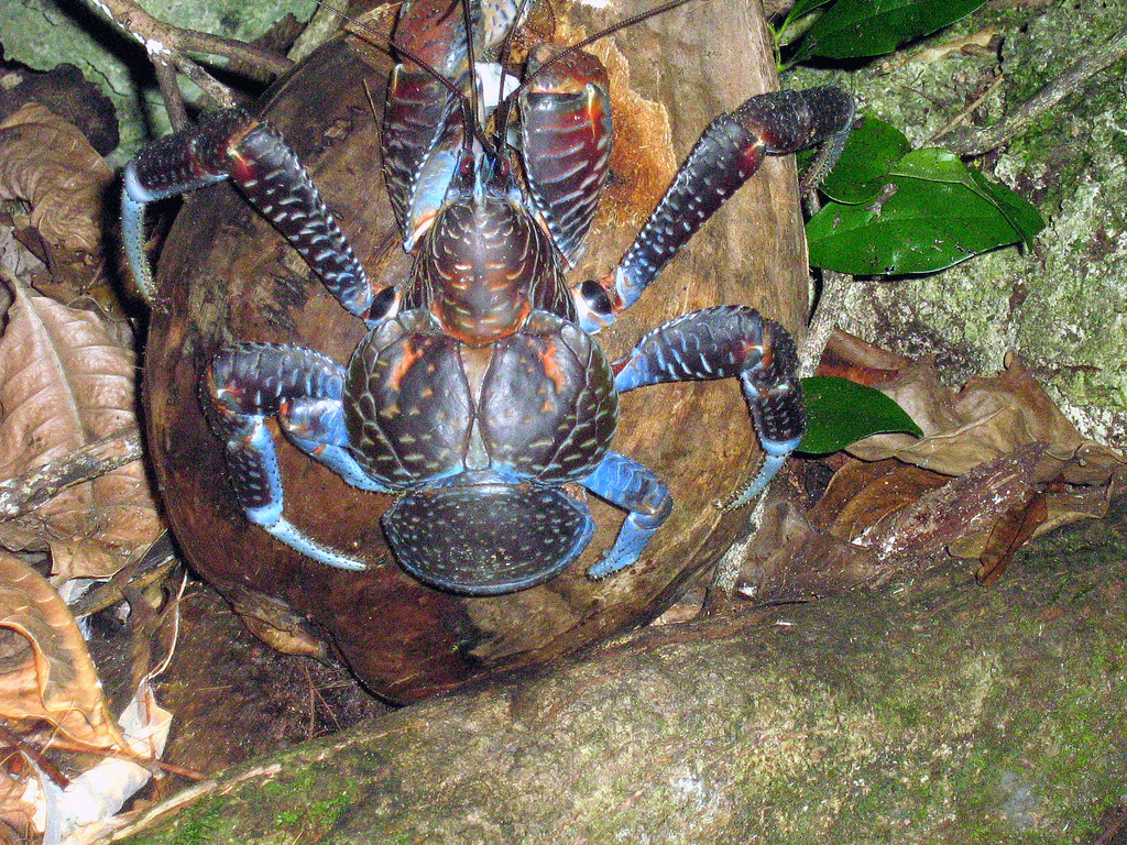 Coconut crab (Birgus latro) — espèce marine DUNE