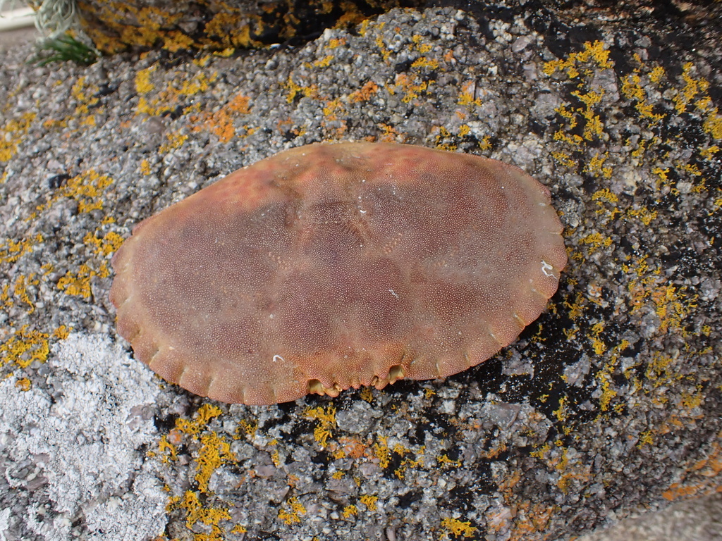 Edible crab (Cancer pagurus) — espèce marine DUNE
