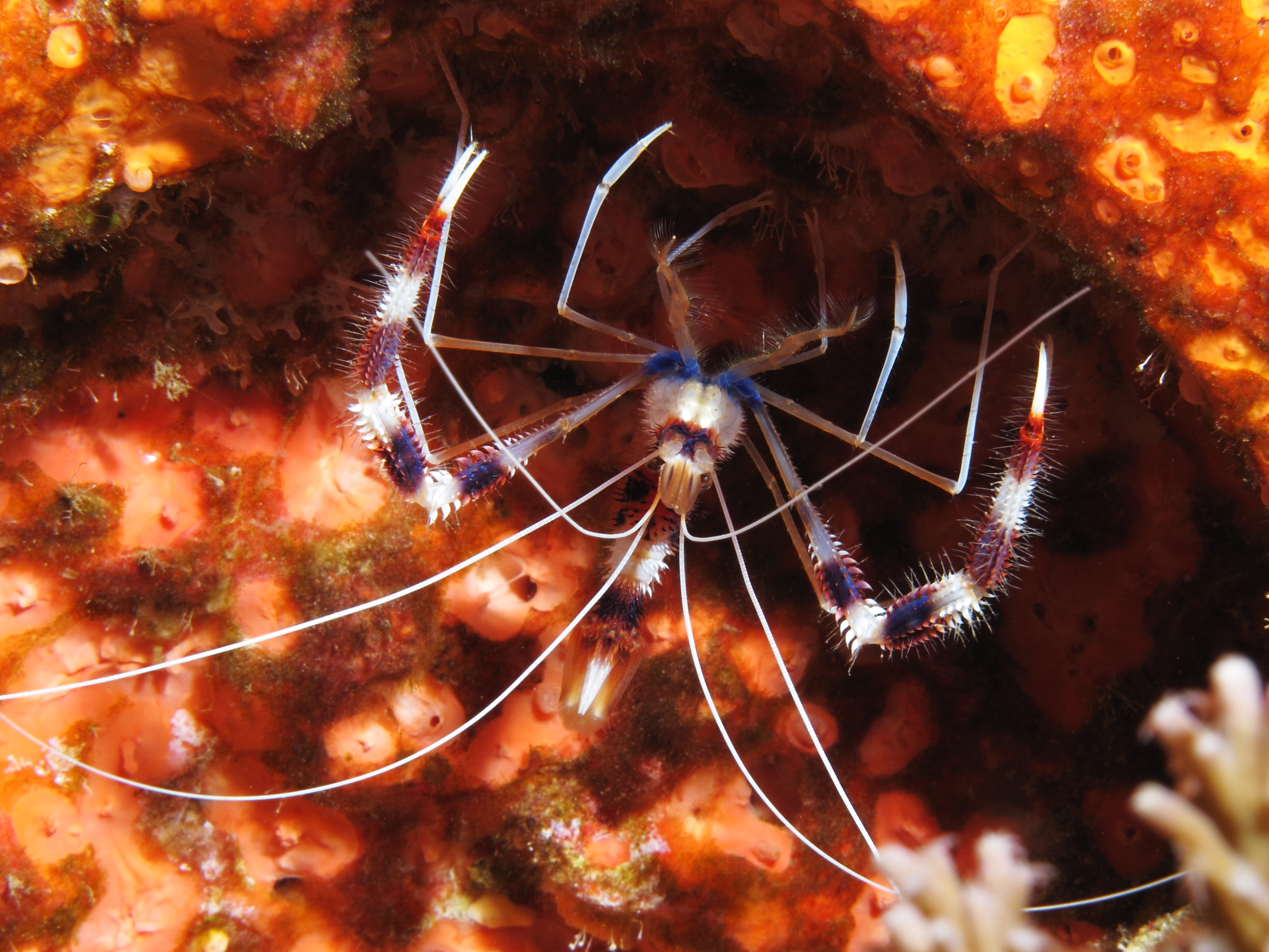 Scissor crab (Stenopus hispidus) — espèce marine DUNE