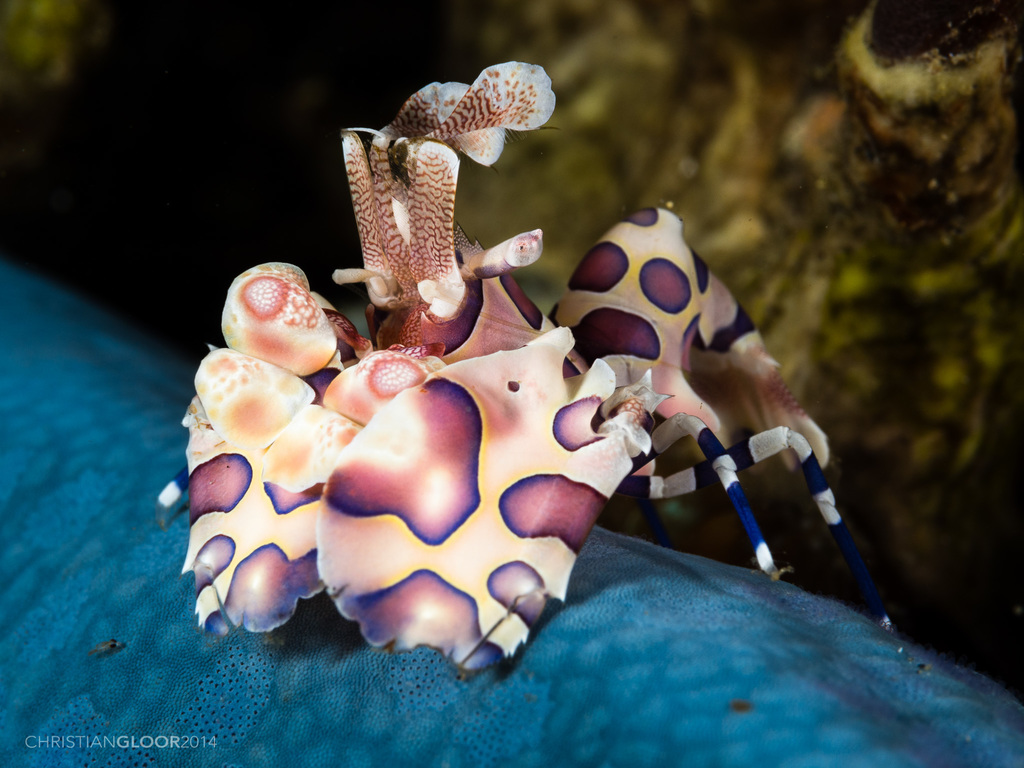Harlequin shrimp (Hymenocera picta) — espèce marine DUNE