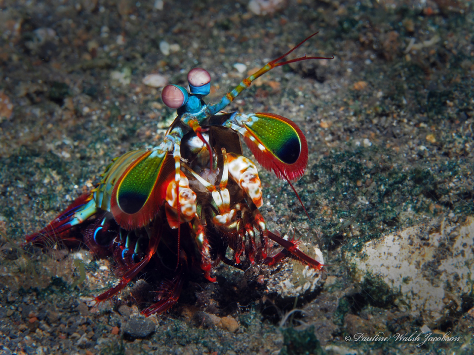 Mantis shrimp (Odontodactylus scyllarus) — espèce marine DUNE