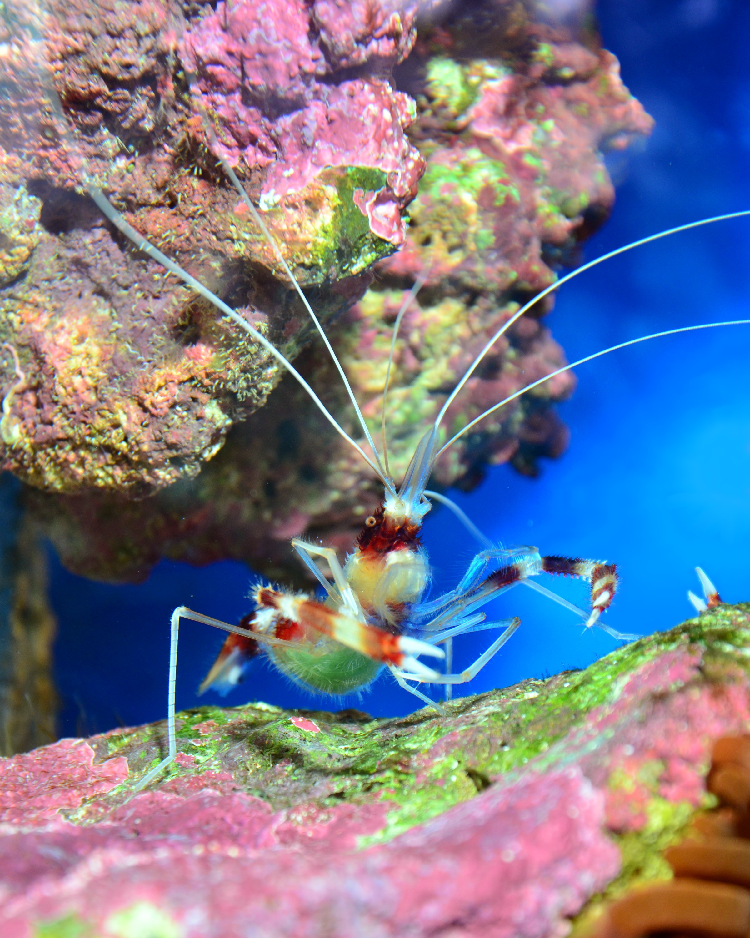Cleaner Shrimp (Lysmata amboinensis) — espèce marine DUNE