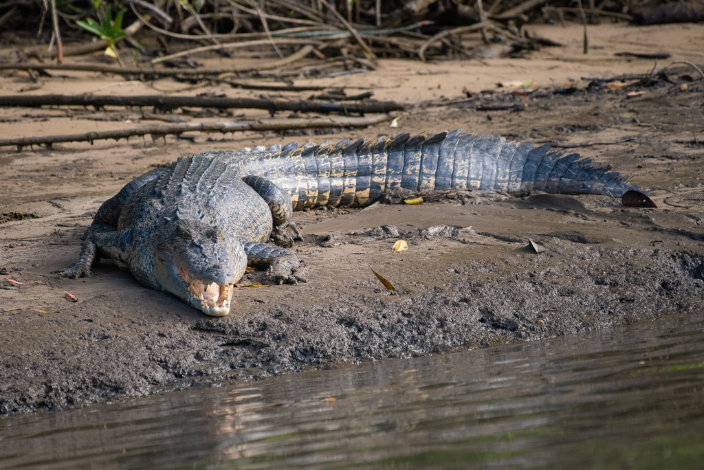 Saltwater Crocodile (Crocodylus porosus) — espèce marine DUNE
