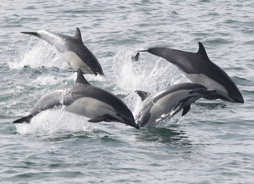 Common Dolphin (Delphinus delphis) — espèce similaire
