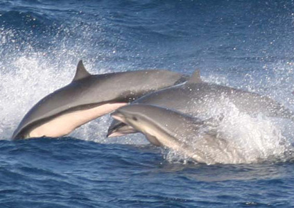 Fraser's Dolphin (Lagenodelphis hosei) — espèce marine DUNE