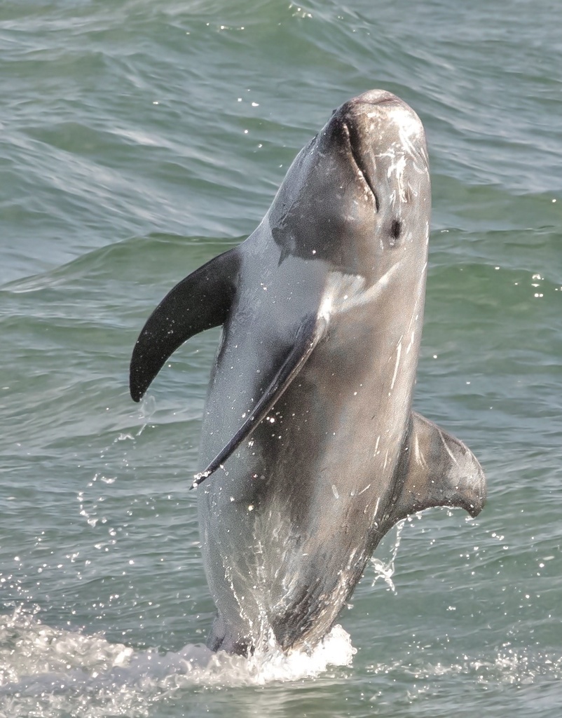 Risso's dolphin (Grampus griseus) — espèce similaire