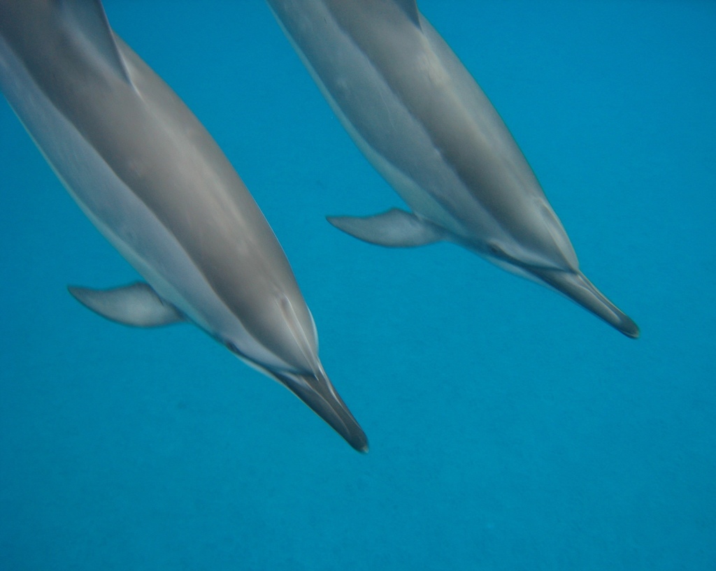 Spinner dolphin (Stenella longirostris) — espèce marine DUNE