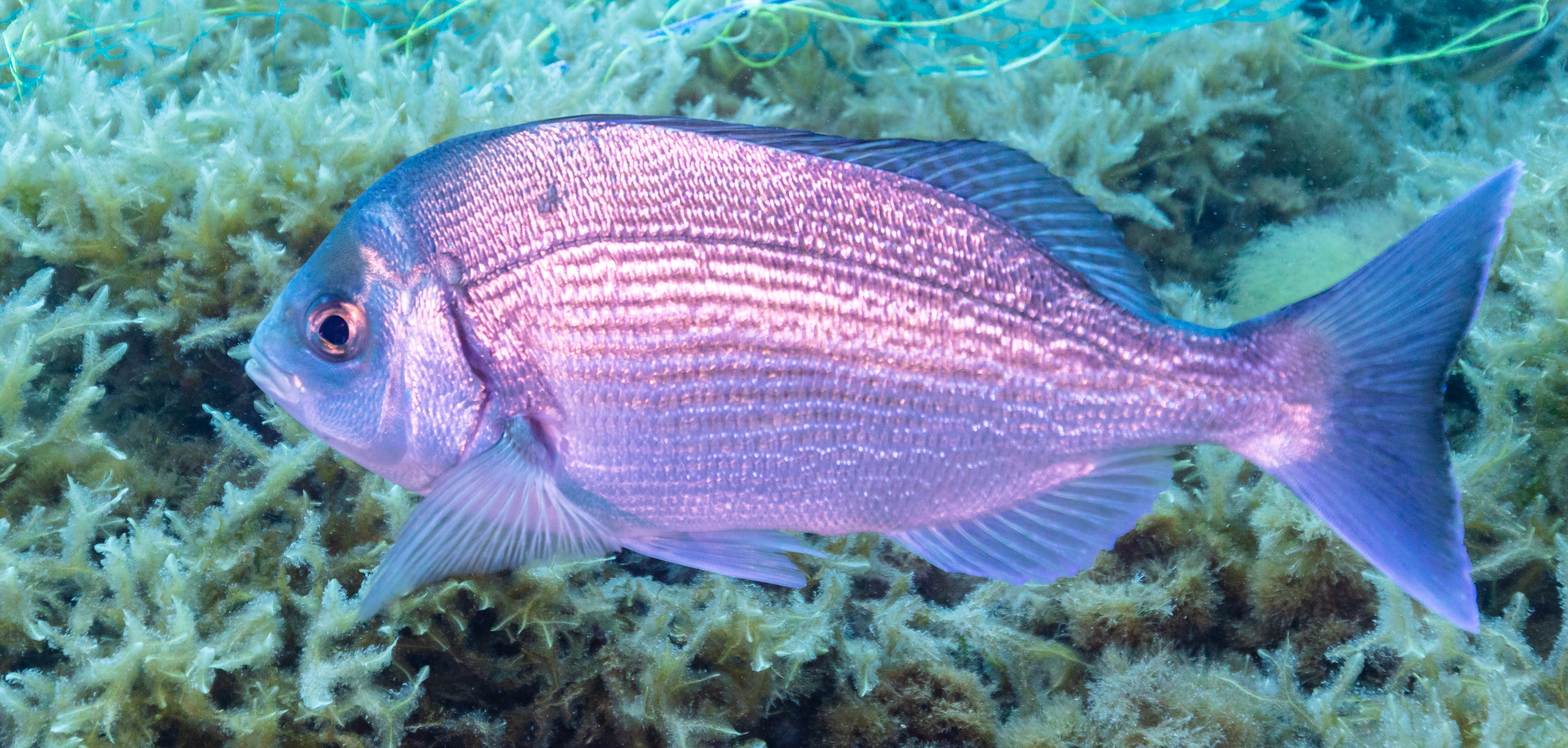 Mahi Mahi (Sparus aurata) — espèce marine DUNE