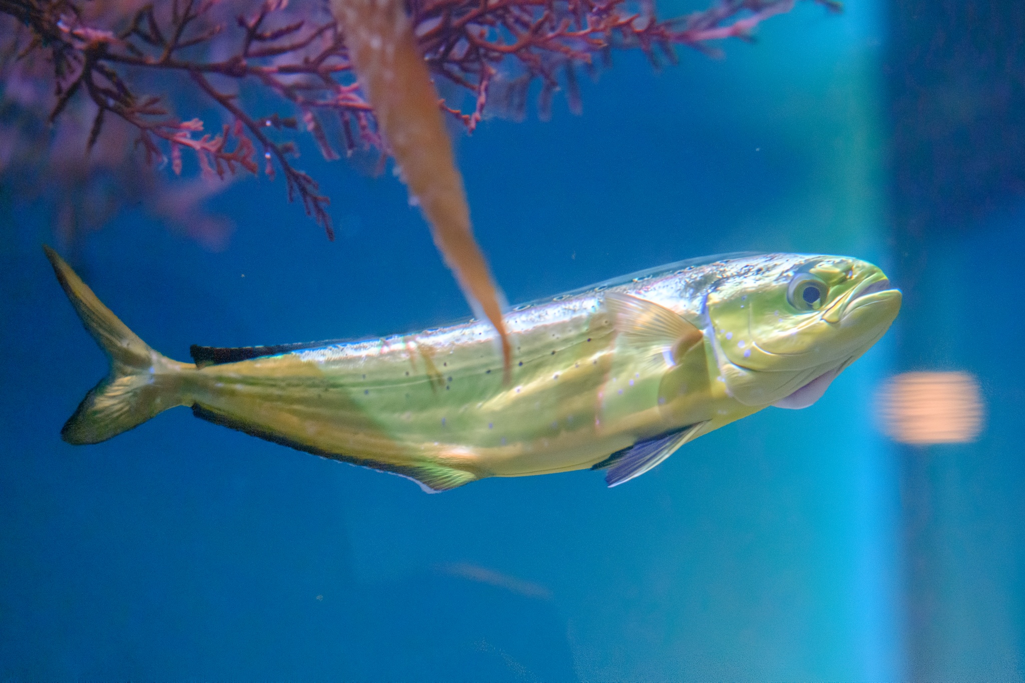 Dorade coryphène (Coryphaena hippurus) — espèce similaire