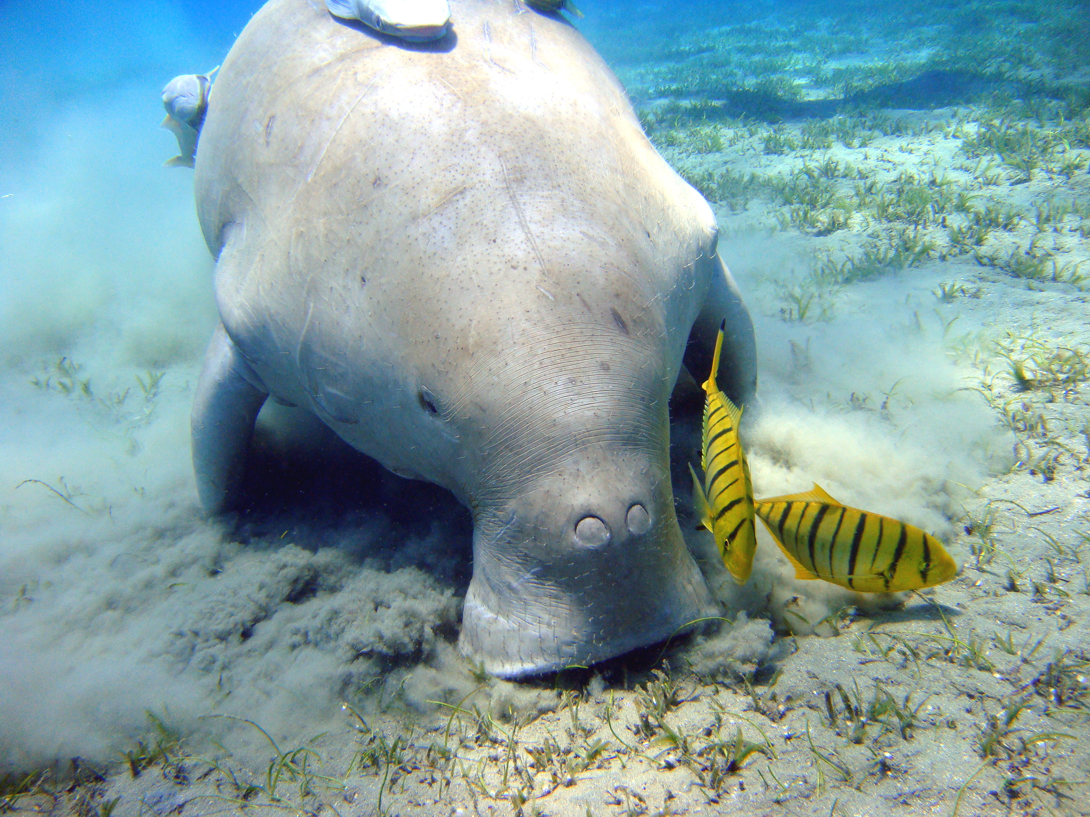 Dugong (Dugong dugon) — espèce similaire