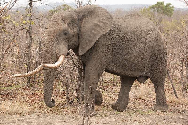 African Elephant (Loxodonta africana) — espèce marine DUNE
