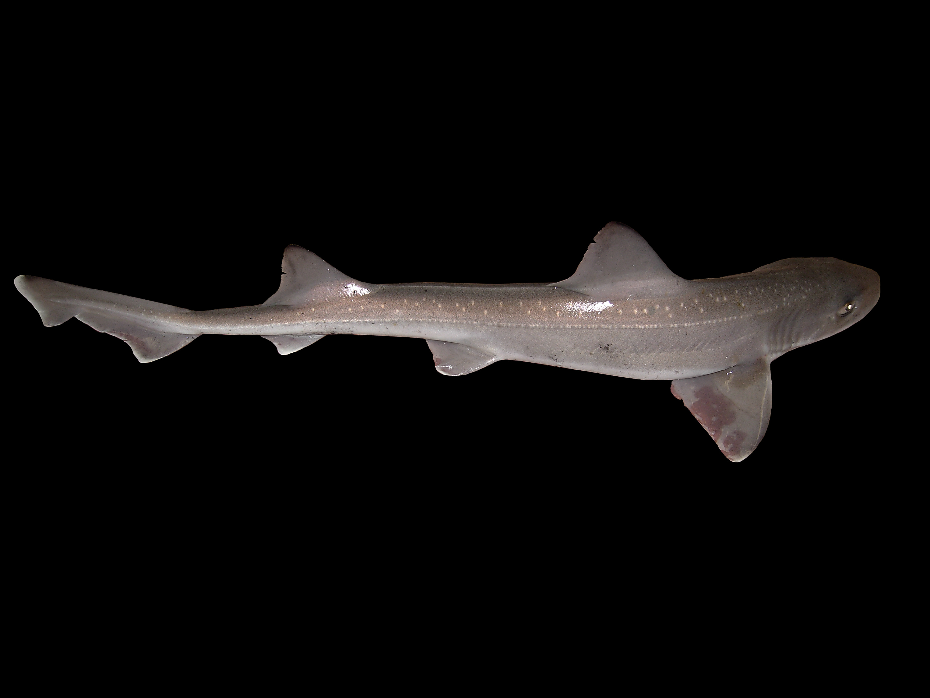 Spotted Eel (Mustelus asterias) — espèce marine DUNE