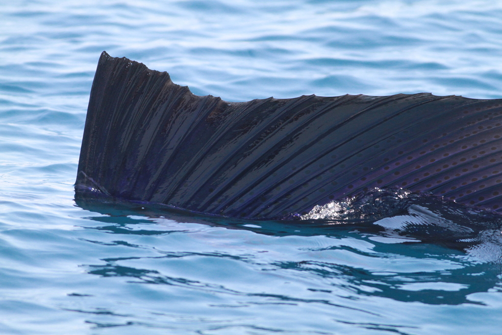 Sailfish (Istiophorus platypterus) — espèce marine DUNE