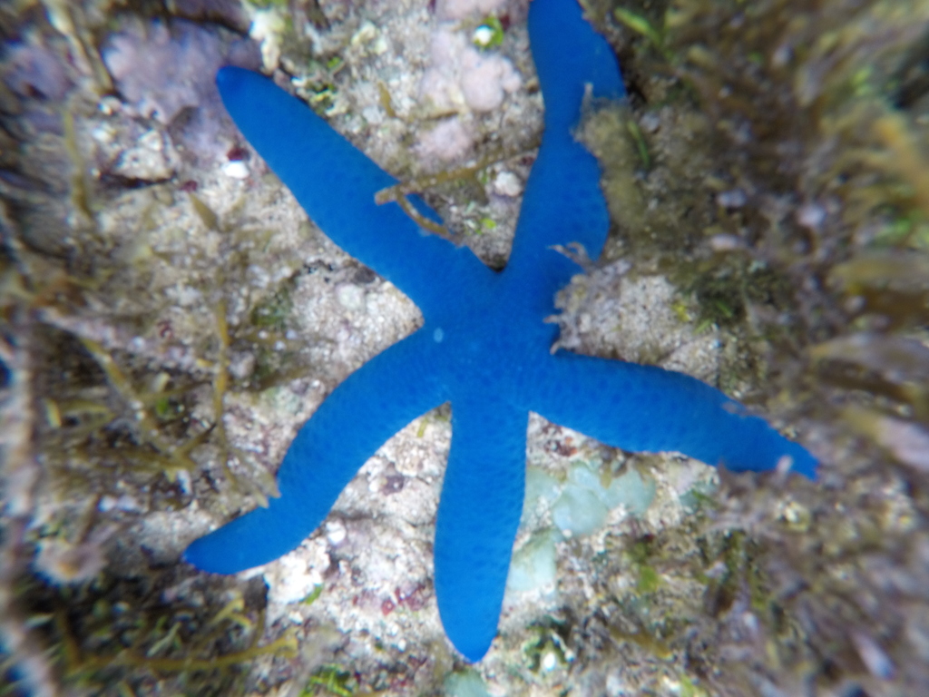 Blue Starfish (Linckia laevigata) — espèce marine DUNE