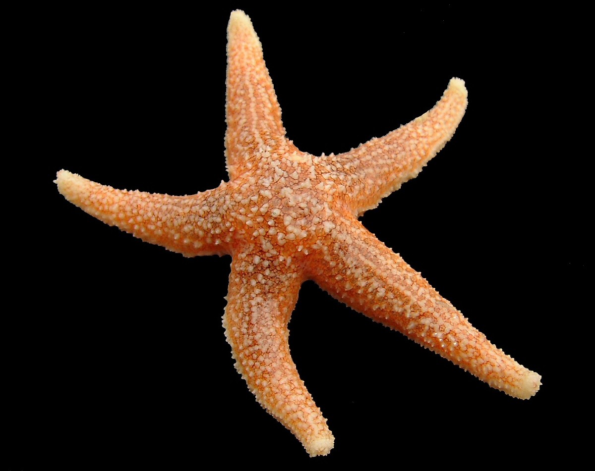 Common Starfish (Asterias rubens) — espèce marine DUNE