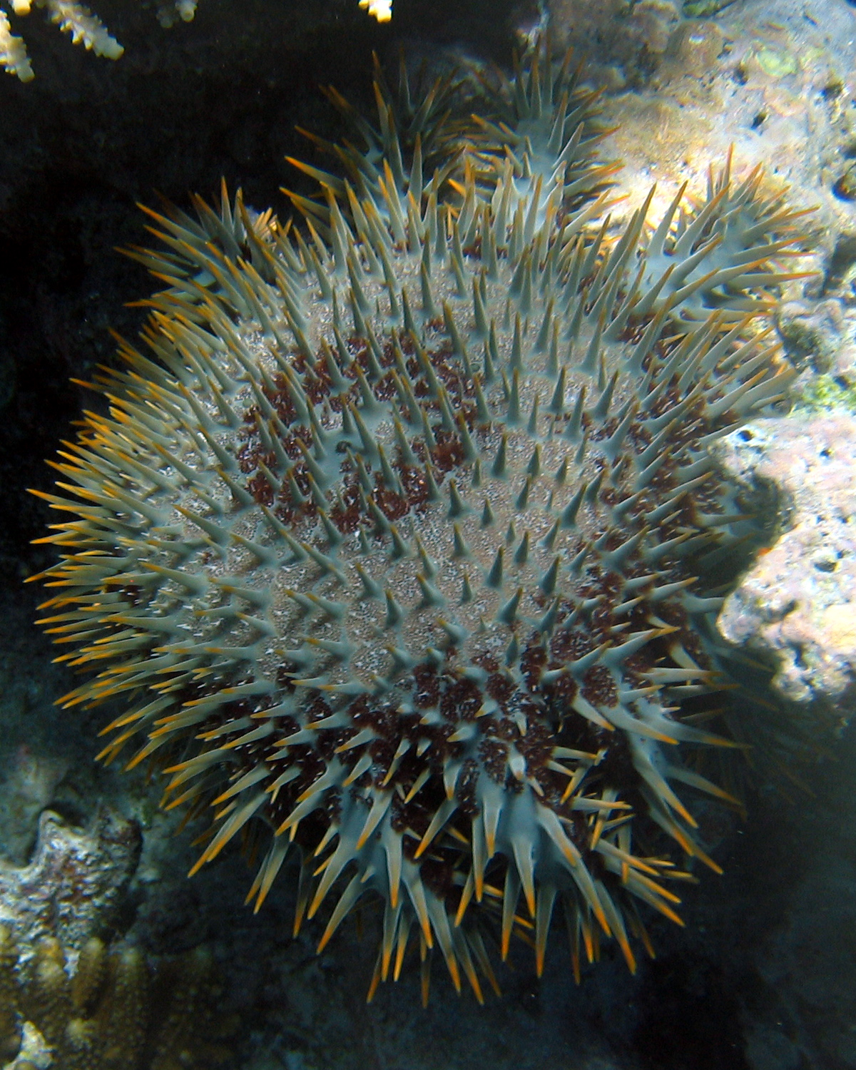 Crown-of-thorns sea urchin (Acanthaster planci) — espèce marine DUNE