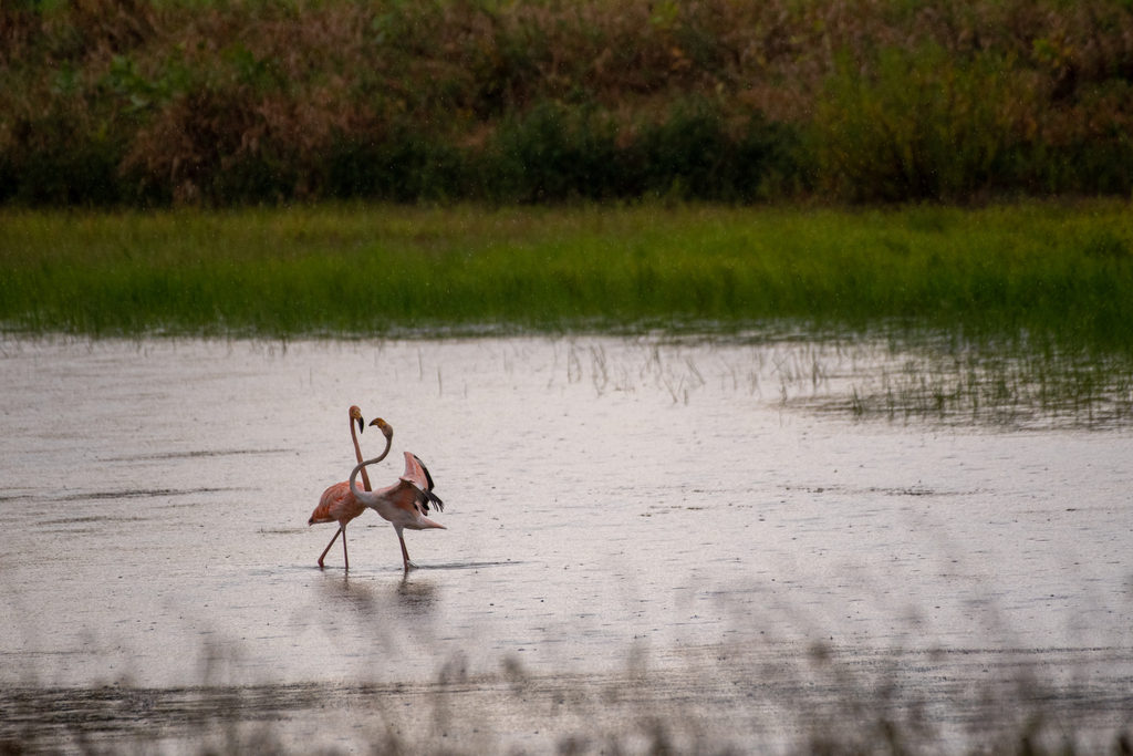 Mexican Flamingo (Phoenicopterus ruber) — espèce marine DUNE