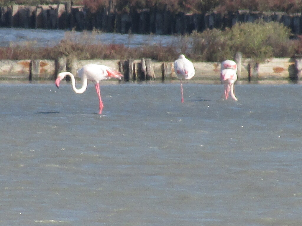 Flamant rose (Phoenicopterus roseus) — espèce similaire