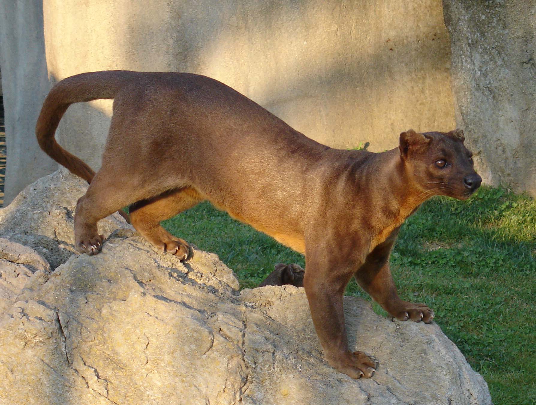 Fossa (Cryptoprocta ferox) — espèce marine DUNE