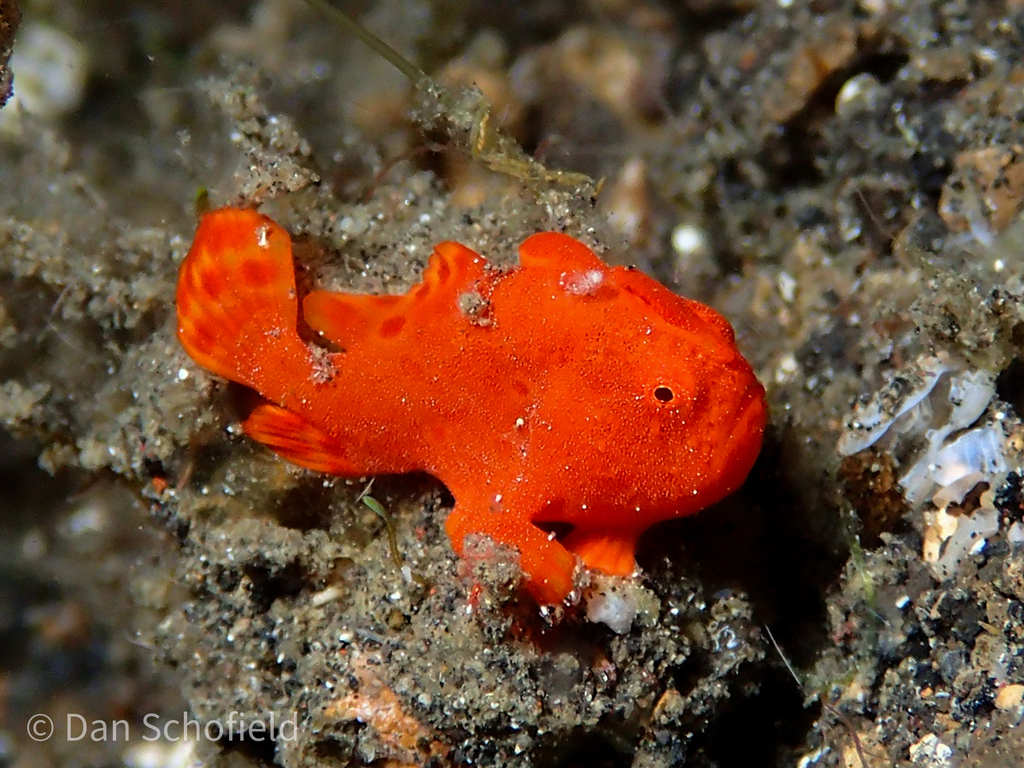 Frogfish (Antennarius pictus) — espèce marine DUNE