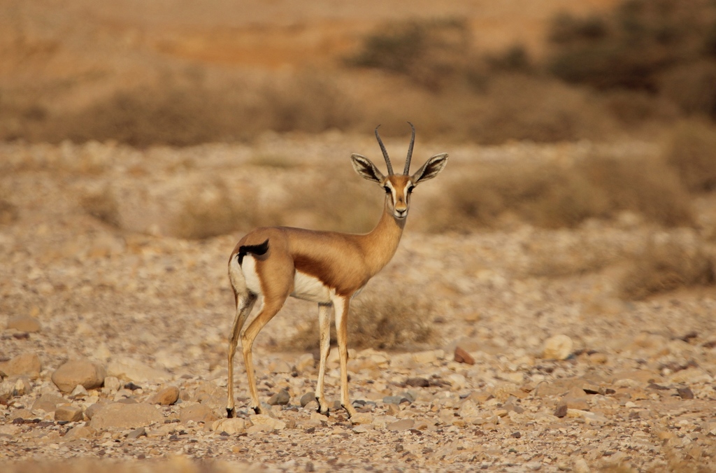 Dorcas Gazelle (Gazella dorcas) — espèce similaire
