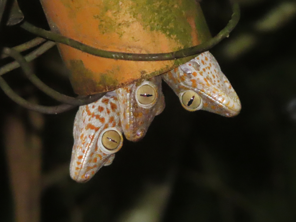 Tokay Gecko (Gekko gecko) — espèce marine DUNE