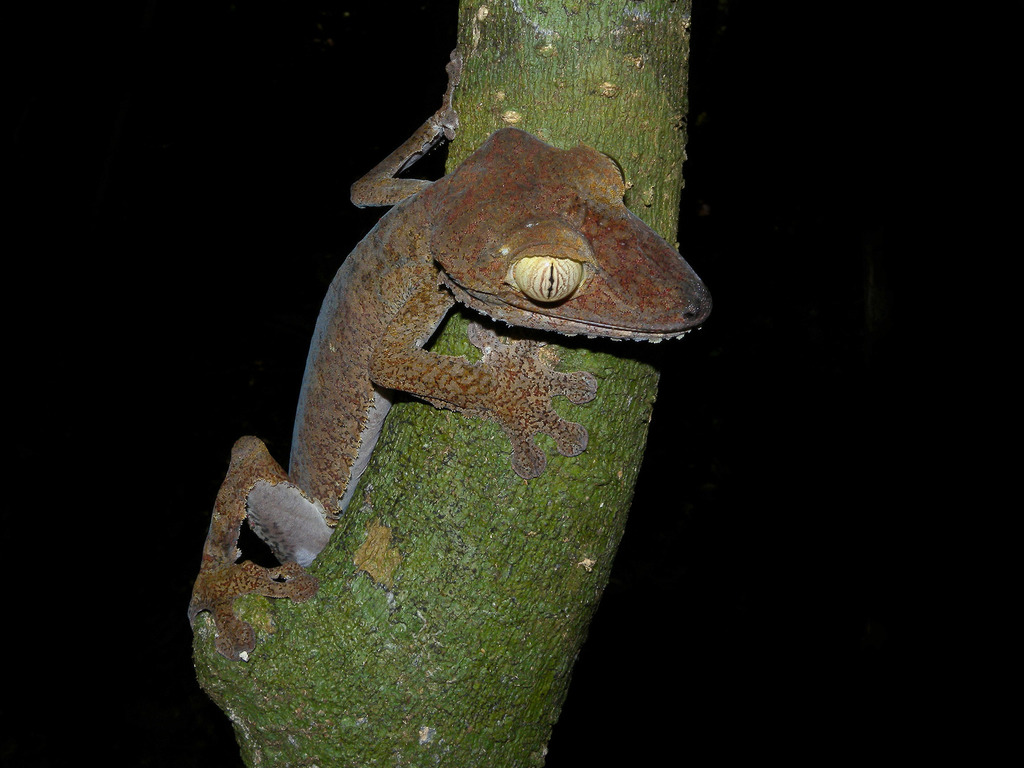 Uroplatus Gecko (Uroplatus fimbriatus) — espèce marine DUNE