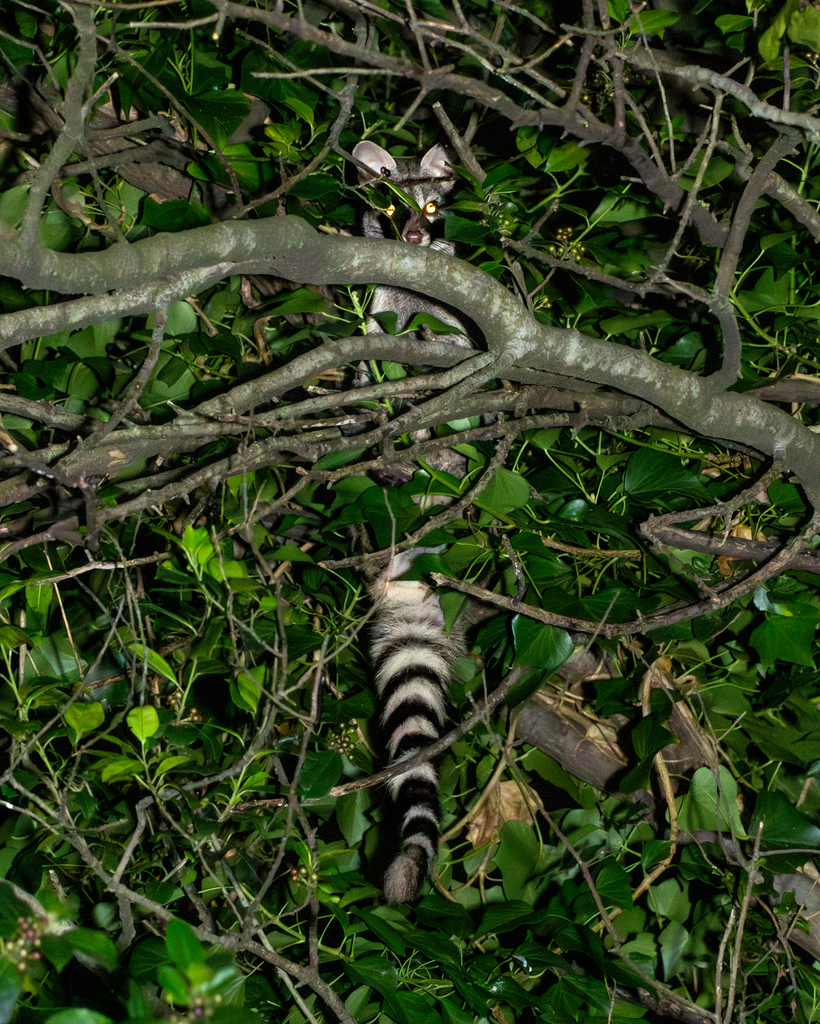 Common Genet (Genetta genetta) — espèce similaire