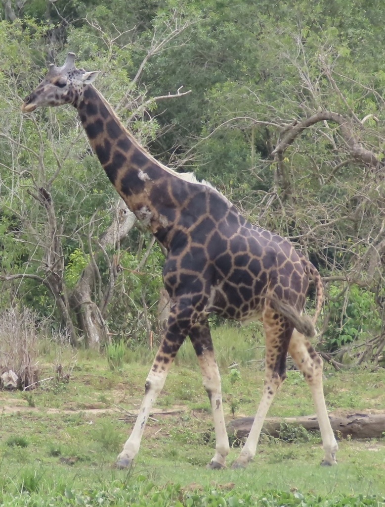 Giraffe (Giraffa camelopardalis) — espèce similaire