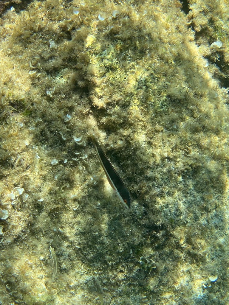 Common wrasse (Coris julis) — espèce marine DUNE