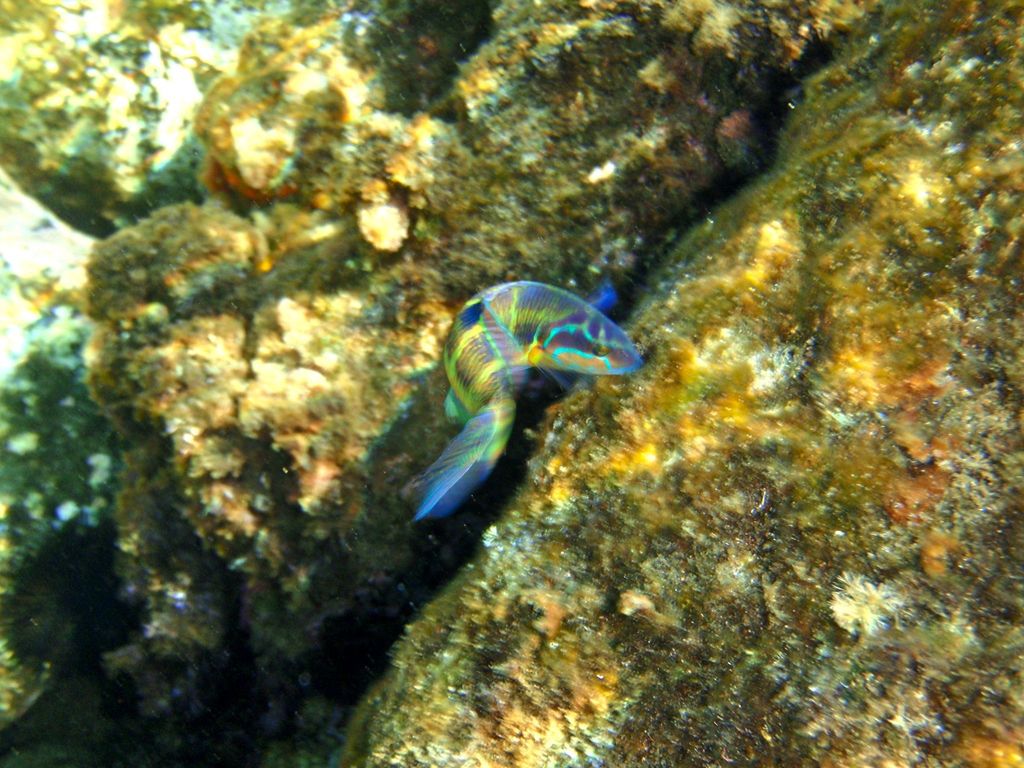 Parrotfish (Thalassoma pavo) — espèce marine DUNE
