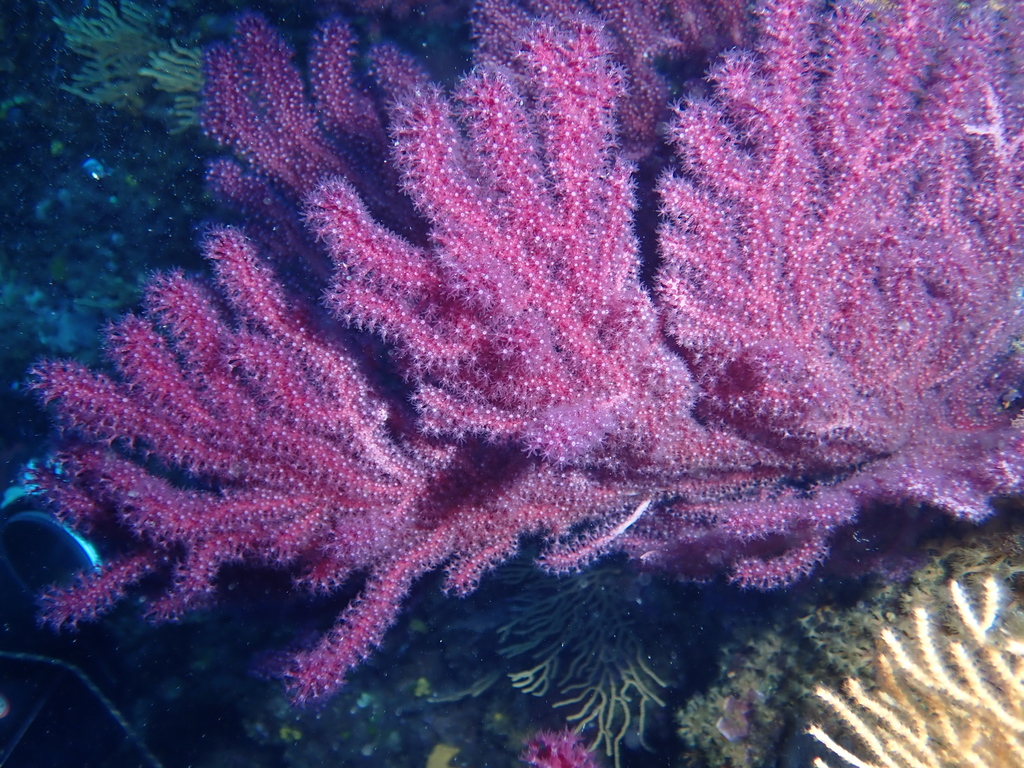 Gorgone rouge (Paramuricea clavata) — espèce similaire