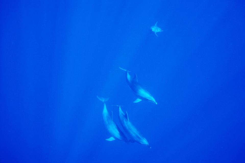 Minke whale (Tursiops truncatus) — espèce marine DUNE