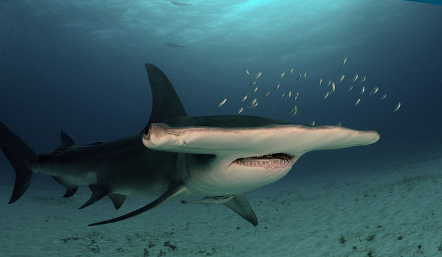 Great Hammerhead (Sphyrna mokarran) — espèce marine DUNE