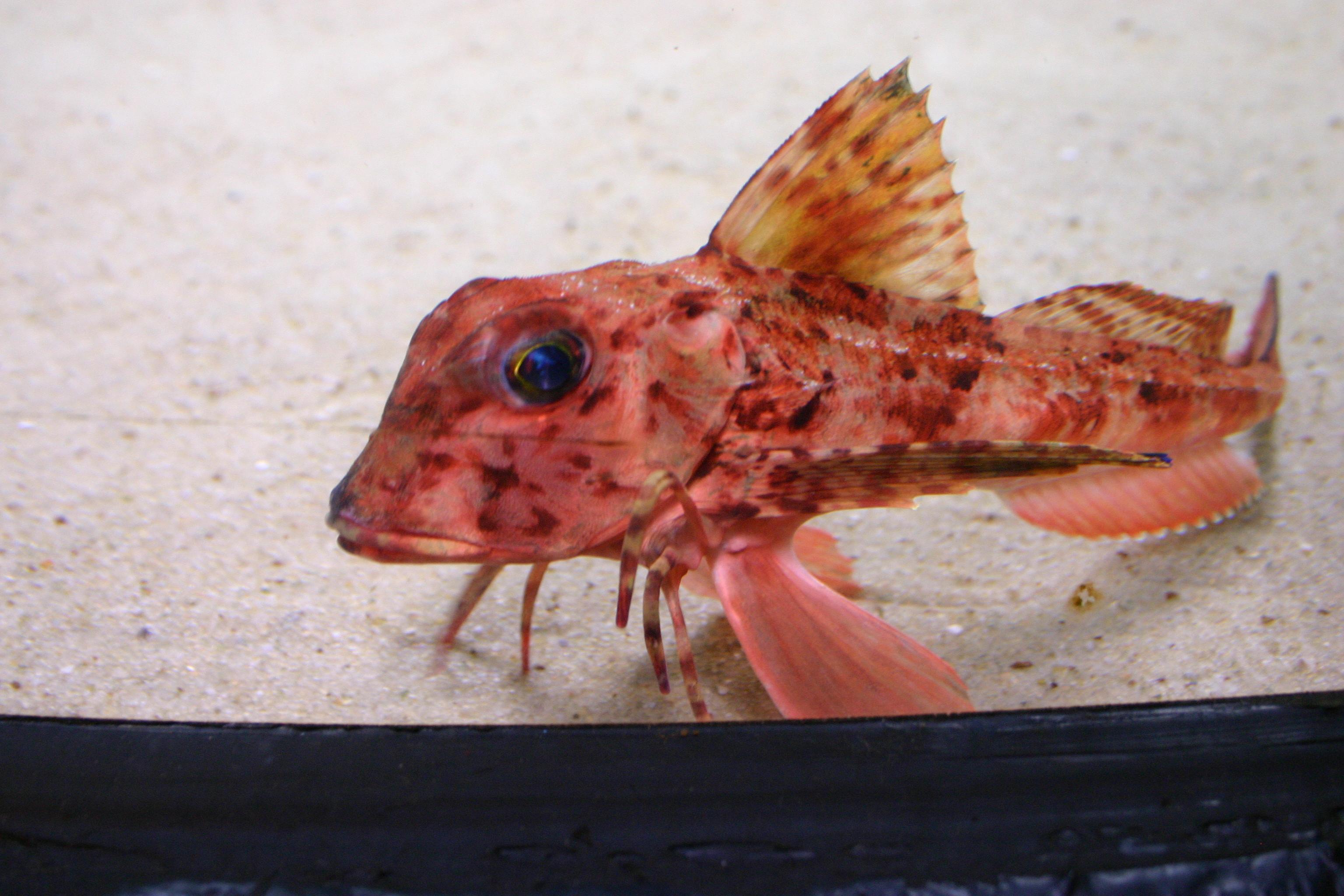 Red mullet (Chelidonichthys cuculus) — espèce marine DUNE