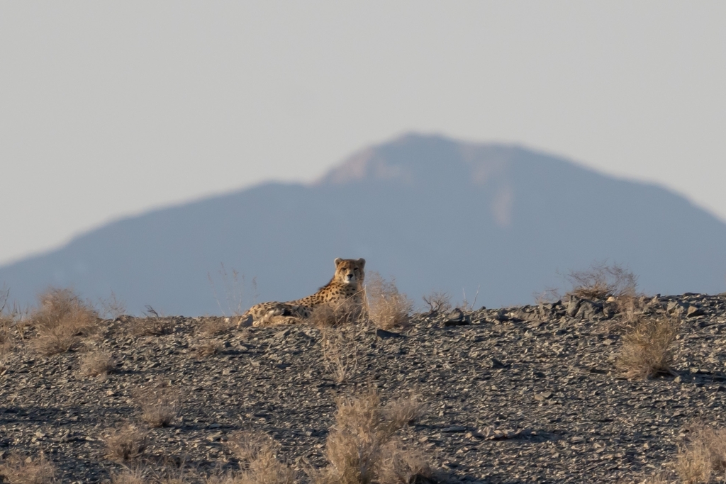 Cheetah (Acinonyx jubatus) — espèce marine DUNE