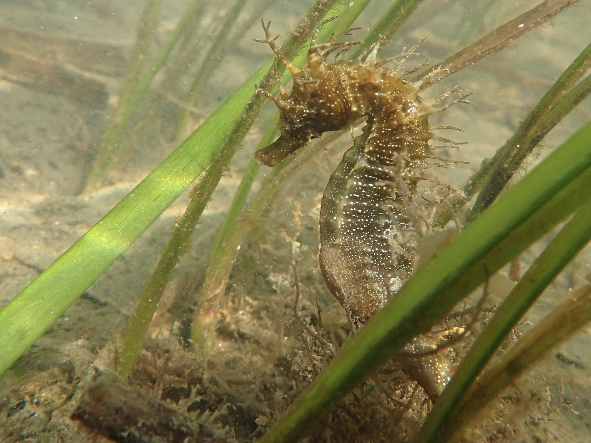 Spotted Seahorse (Hippocampus guttulatus) — espèce marine DUNE