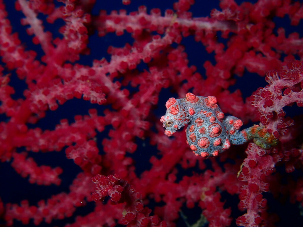 Pygmy seahorse (Hippocampus bargibanti) — espèce similaire