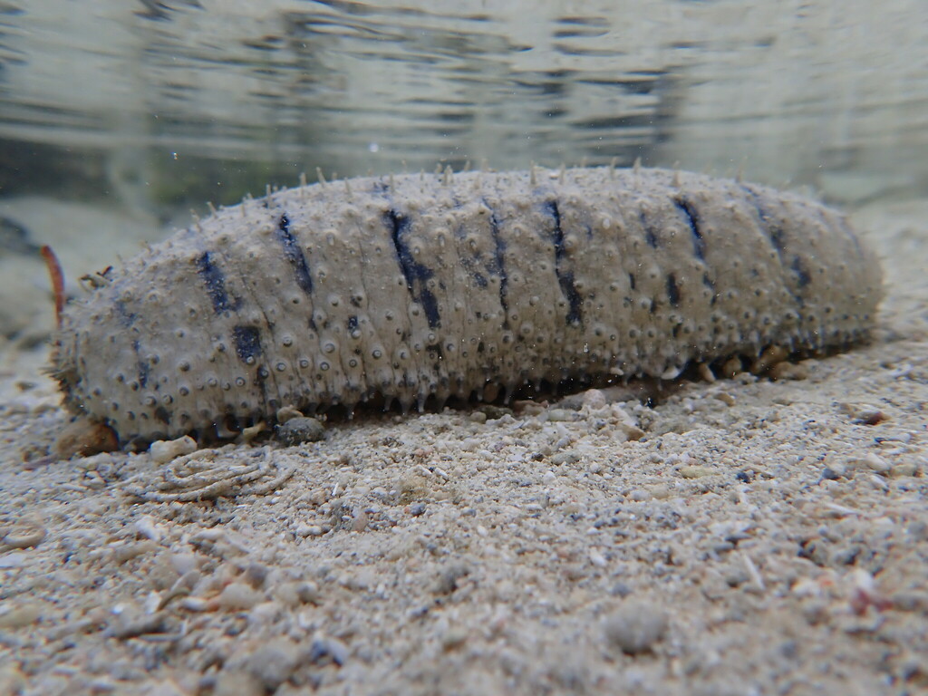 Sea cucumber (Holothuria scabra) — espèce marine DUNE