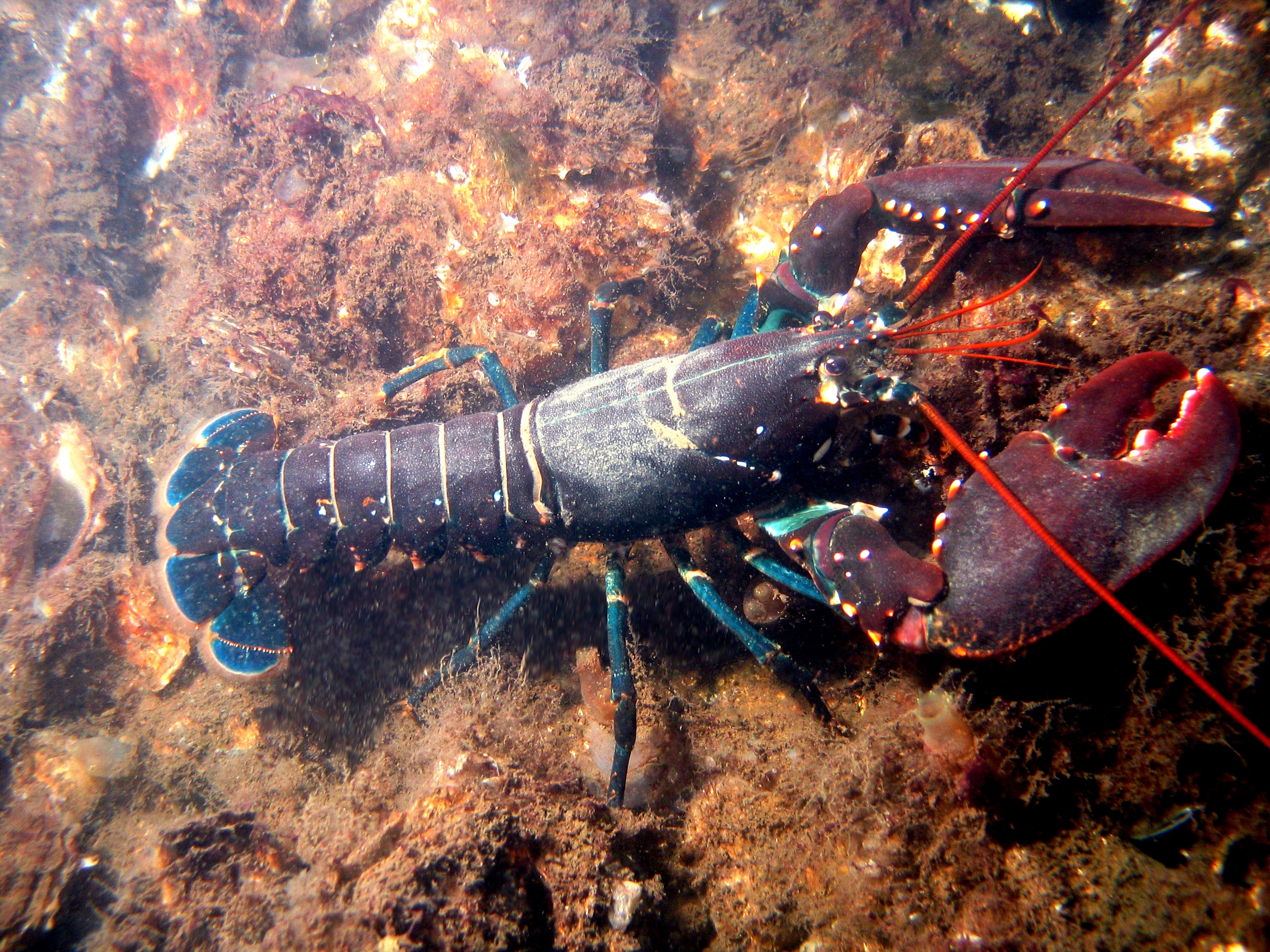 European Lobster (Homarus gammarus) — espèce marine DUNE