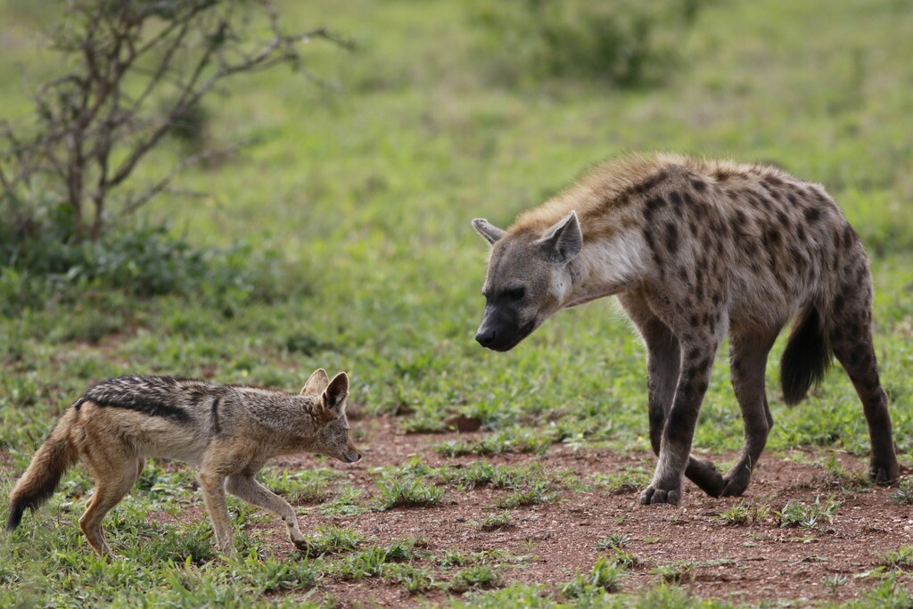 Spotted Hyena (Crocuta crocuta) — espèce marine DUNE