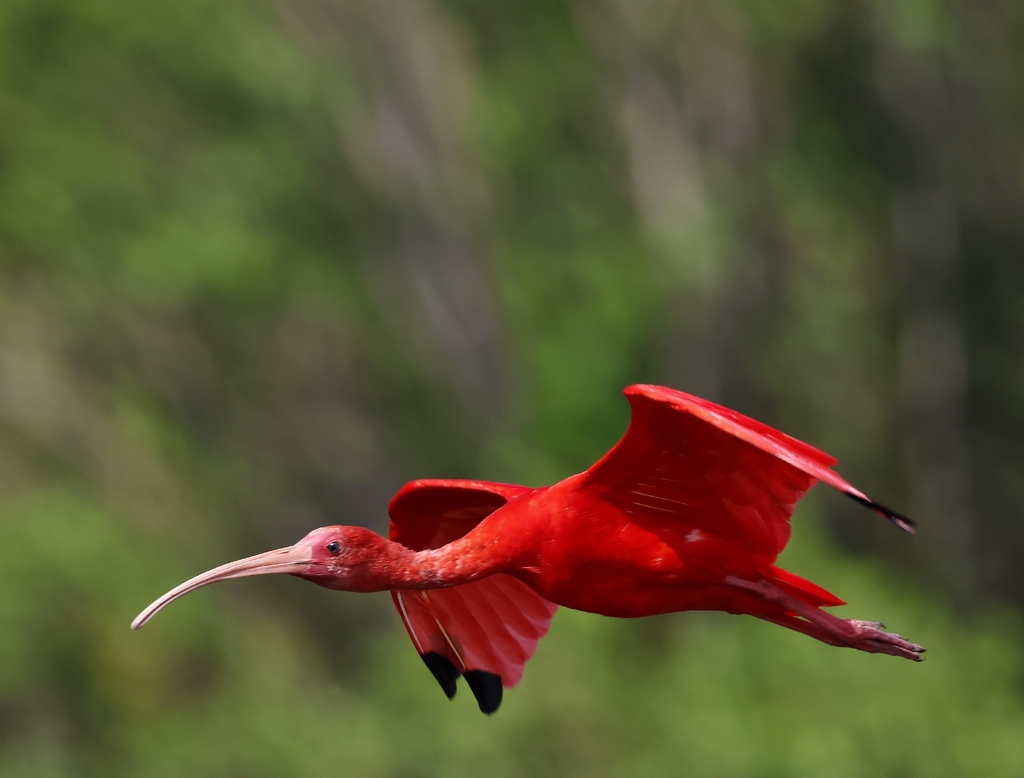 Scarlet Ibis (Eudocimus ruber) — espèce marine DUNE