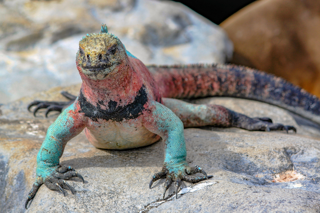 Marine Iguana (Amblyrhynchus cristatus) — espèce marine DUNE