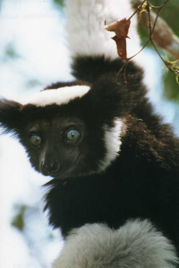 Indri (Indri indri) — espèce marine DUNE
